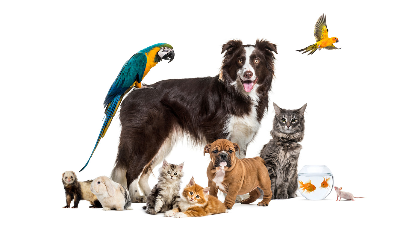 Pets_MainArticle_1366 x 768-